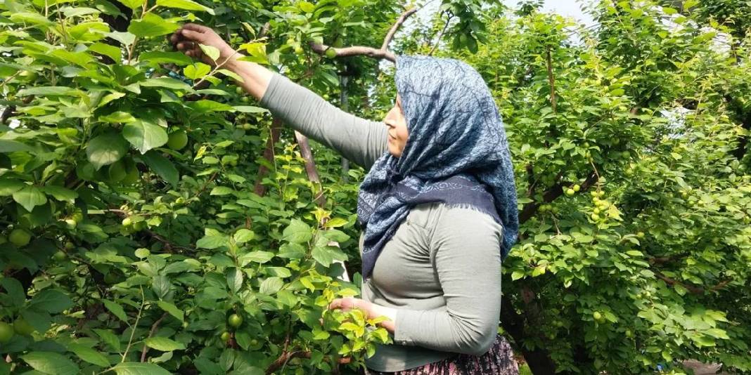 3 ay boyunca hasat edilecek: İlk ürünler 5.000 TL’den satışta 1